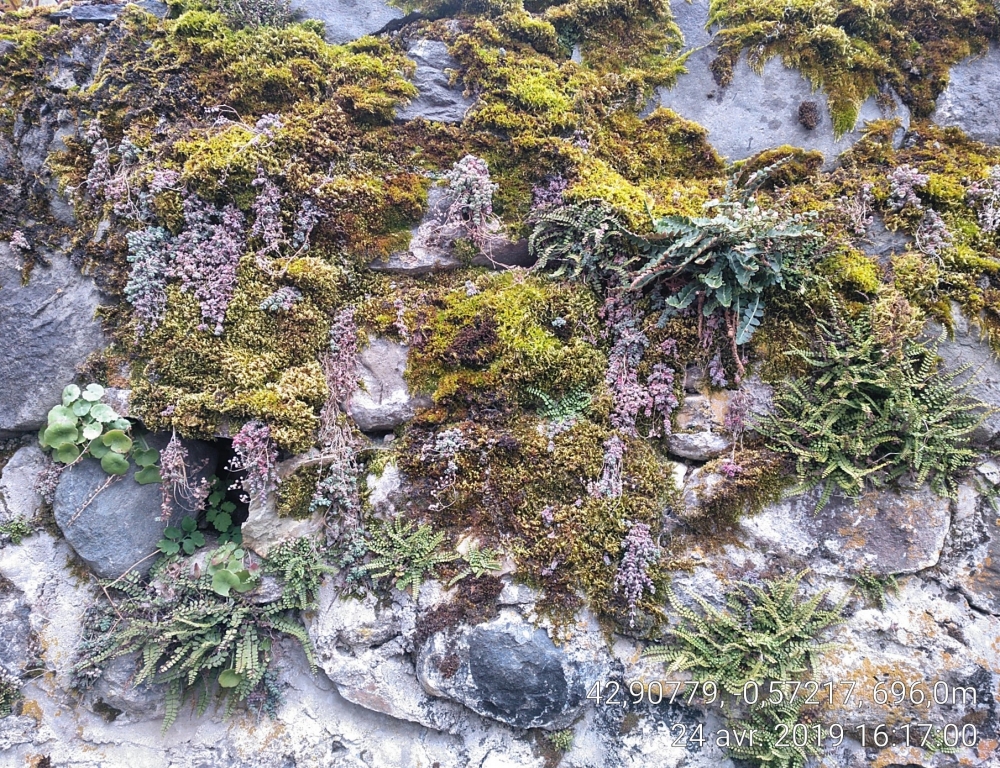 Umbilico rupestris - Asplenietum ceterach