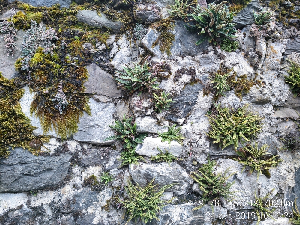 Asplenietea trichomanis