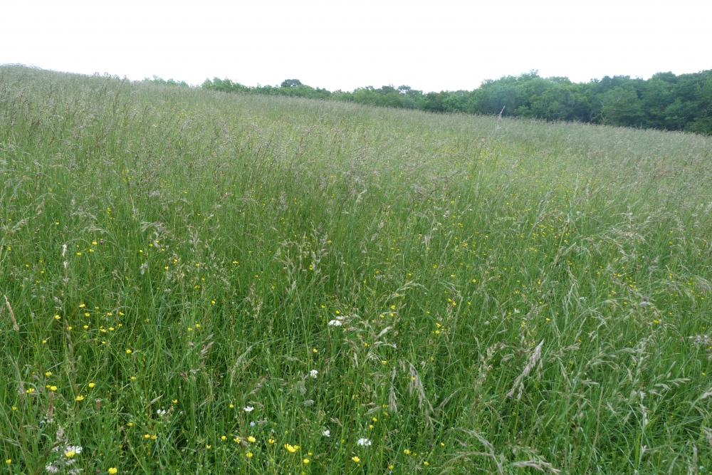 Agrostio stoloniferae - Arrhenatheretea elatioris subsp. elatioris