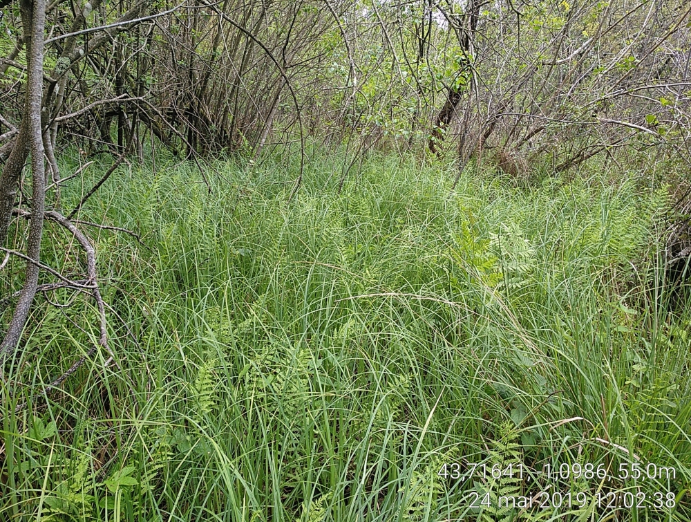 Phragmito australis - Caricetea elatae