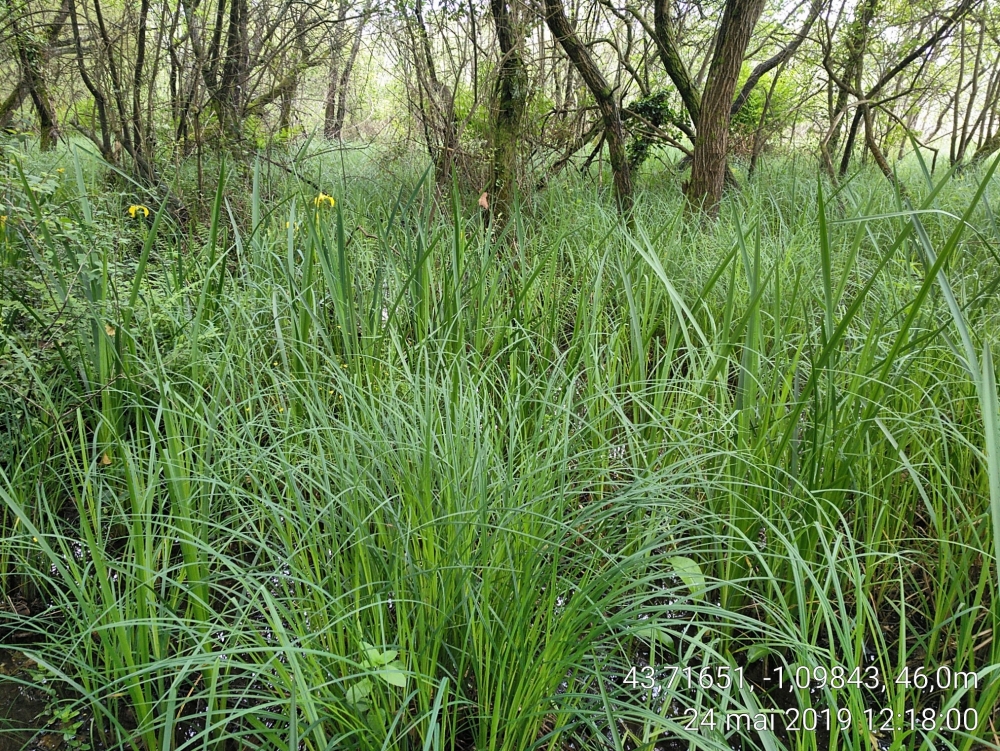 Phragmito australis - Caricetea elatae