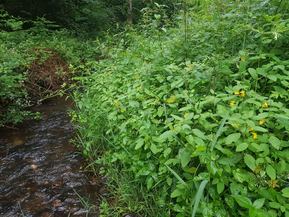 Persicario hydropiperis - Impatientetum noli-tangeris