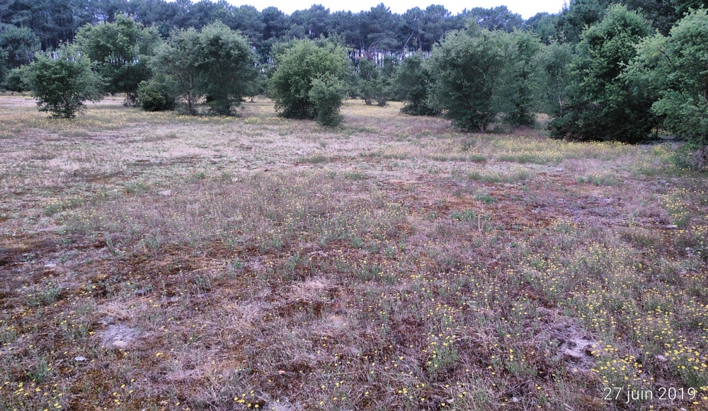 Teesdalio nudicaulis - Airenalia praecocis