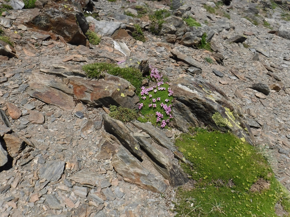 Saxifrago bryoidis - Minuartietum sedoidis