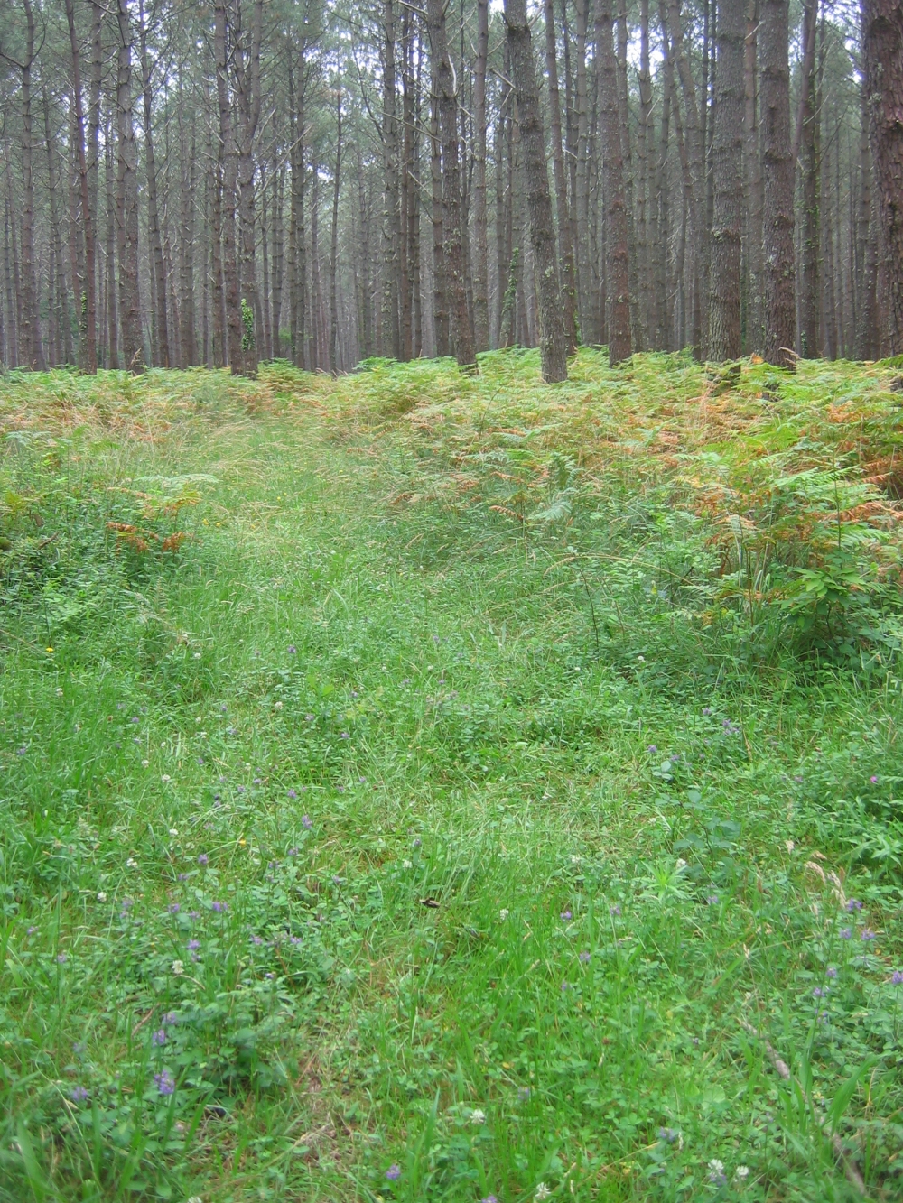 Prunello vulgaris - Plantaginetum majoris