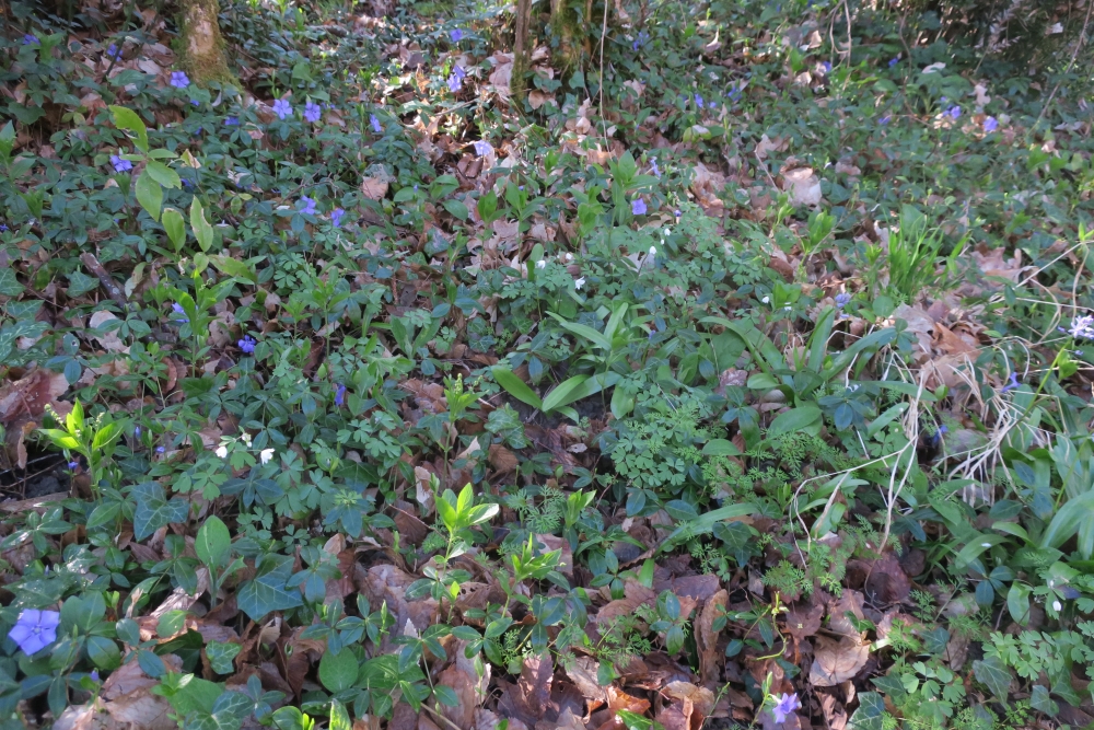 Actaeo spicatae - Mercurialion perennis