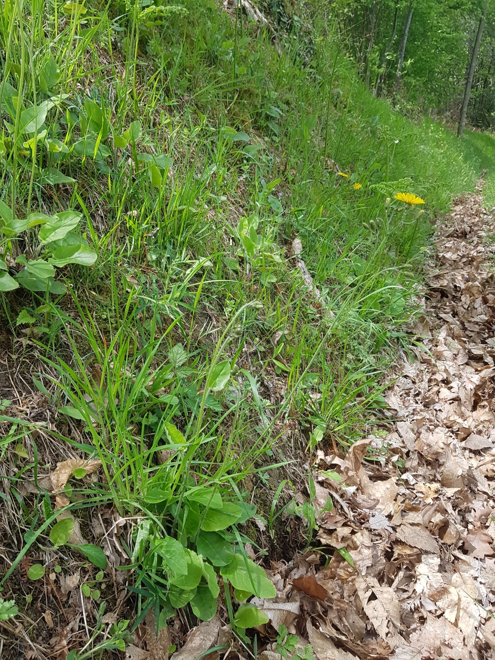 Trifolio medii - Teucrienion scorodoniae