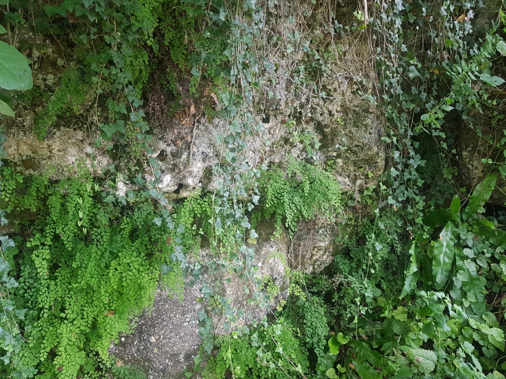 Adiantion capilli-veneris