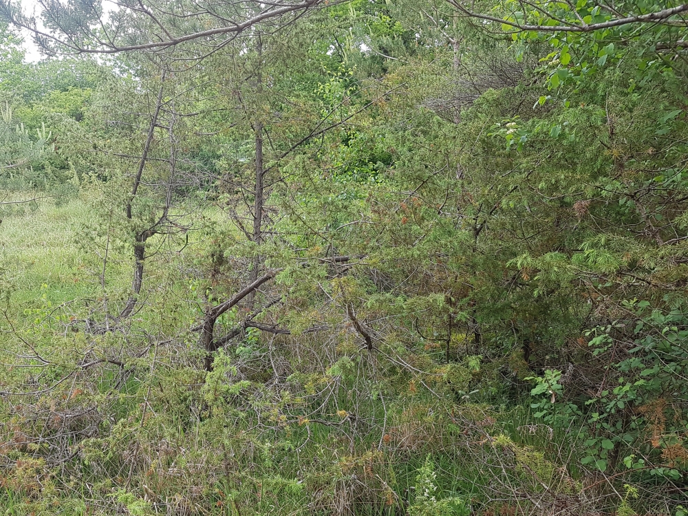 Rubo ulmifolii - Viburnion lantanae