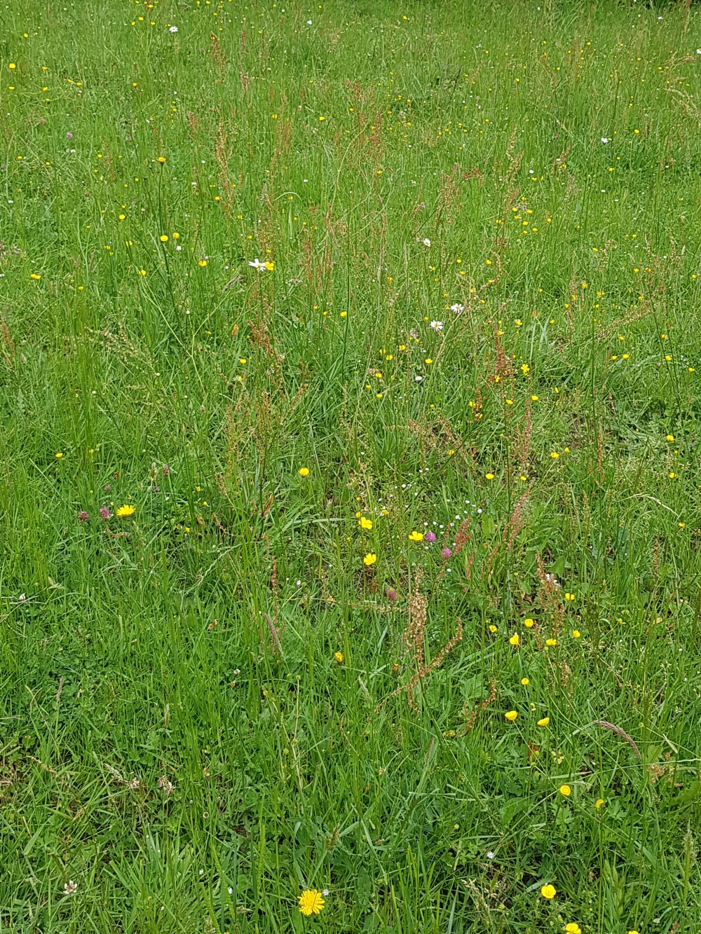 Achilleo millefolii - Cynosurion cristati