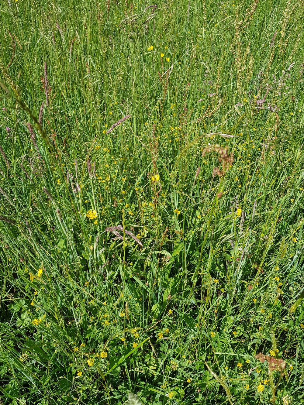 Anacamptido laxiflorae - Brometum racemosi