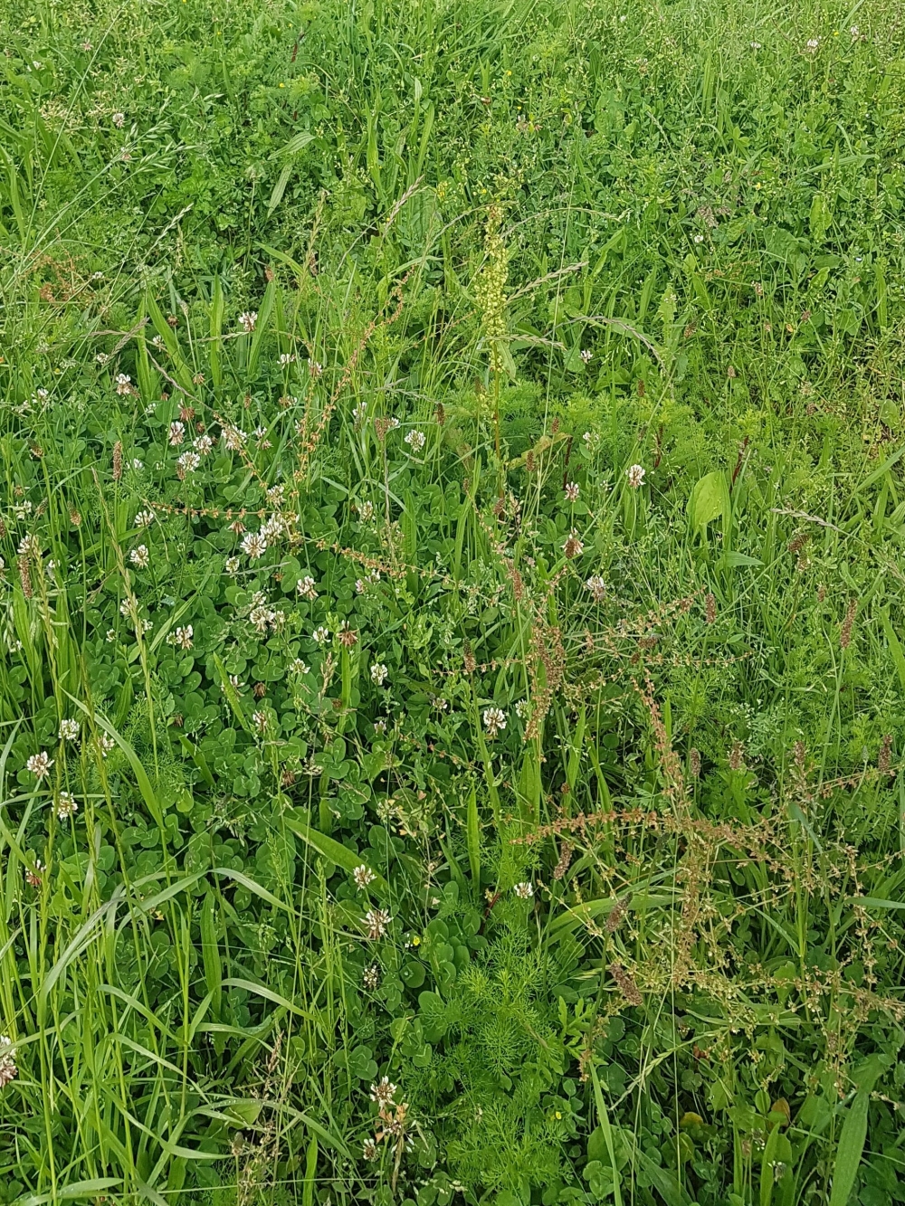 Rumici crispi - Cynosurion cristati