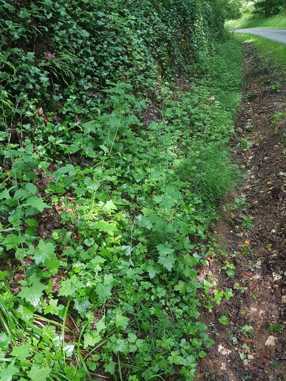 Alliarion petiolatae