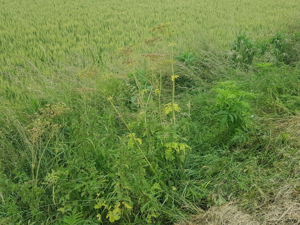 Heracleo sphondylii - Sambucetum ebuli