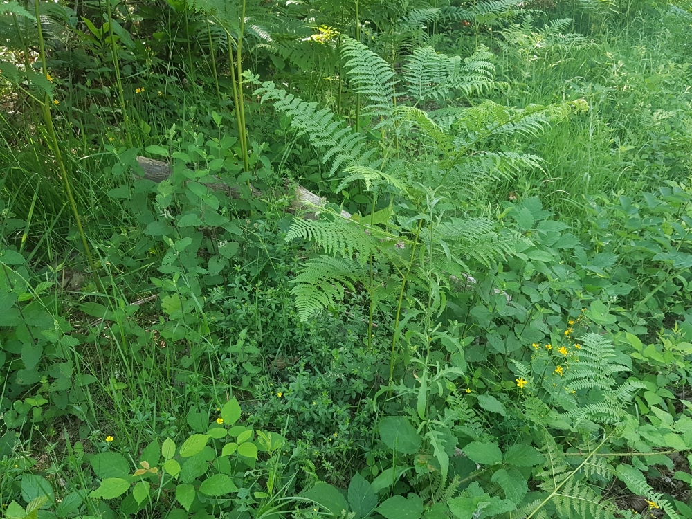 Hyperico pulchri - Melampyretum pratensis