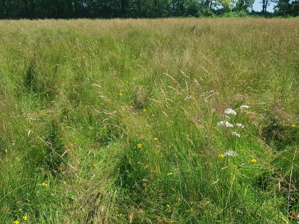 Hordeo secalini - Ranunculetum velutini