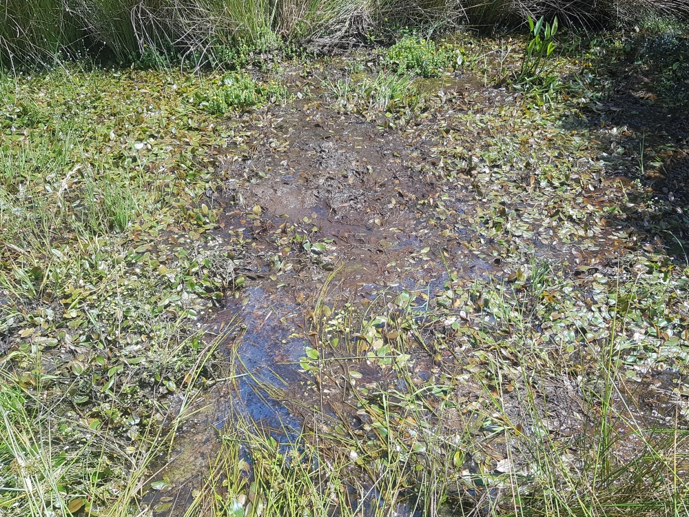 Junco bulbosi écoph. stagnophile - Potamogetonion polygonifolii