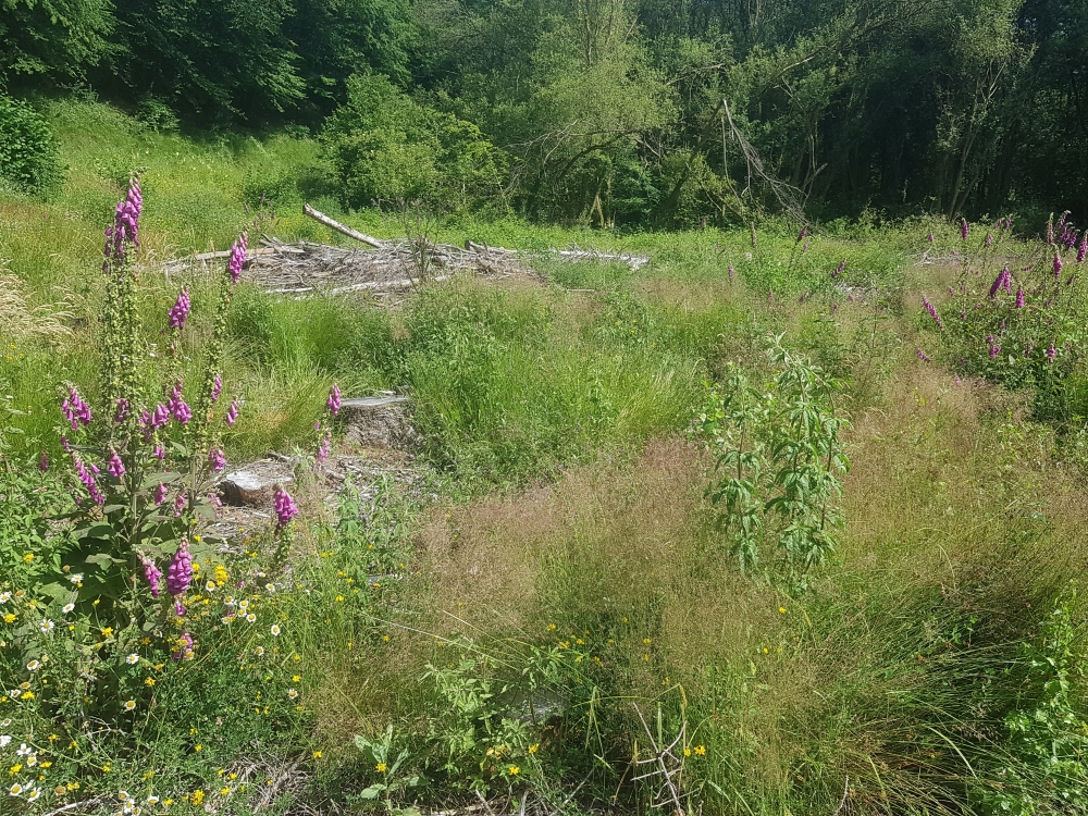 Linario repentis - Digitalietum purpureae