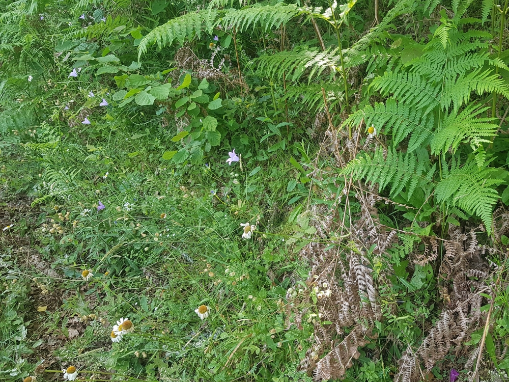 Conopodio majoris - Teucrion scorodoniae