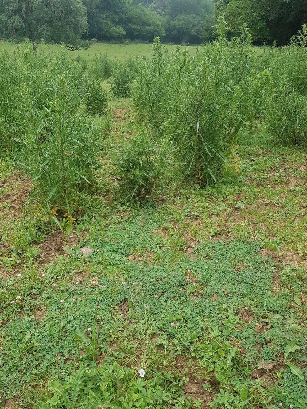 Rumici crispi - Cynosurion cristati