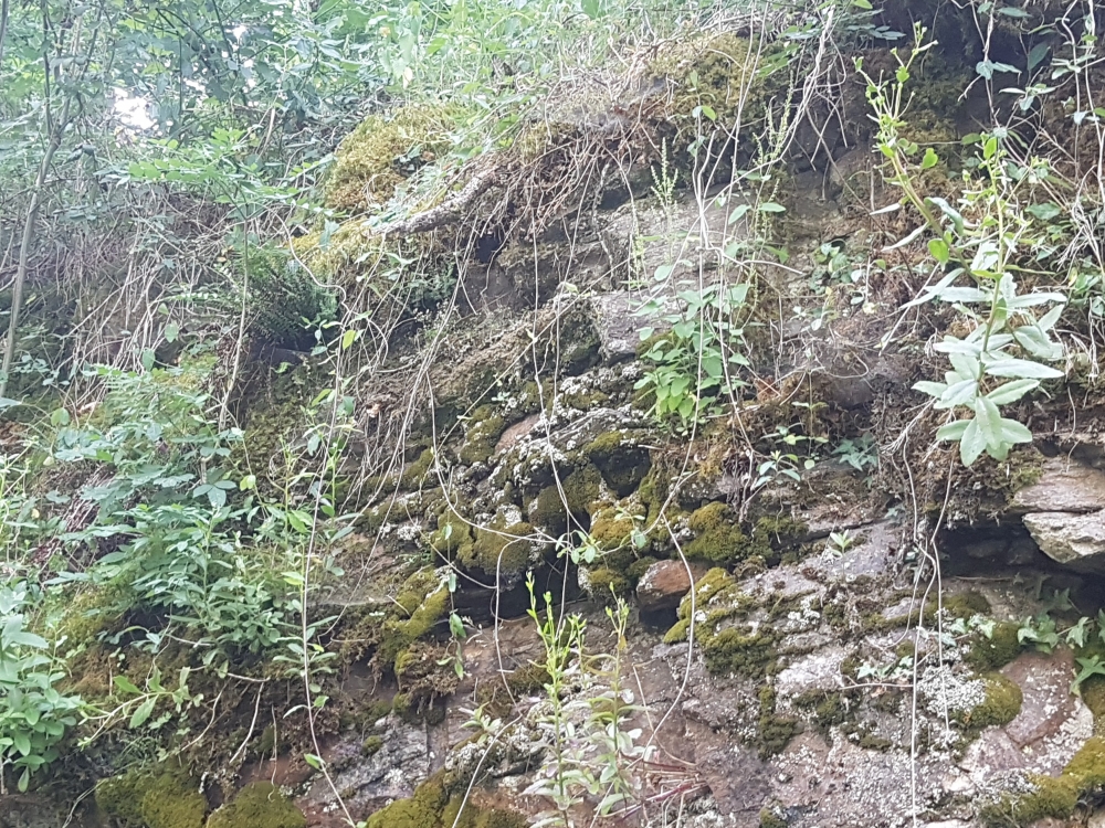 Teucrio scorodoniae - Hylotelephietum telephii