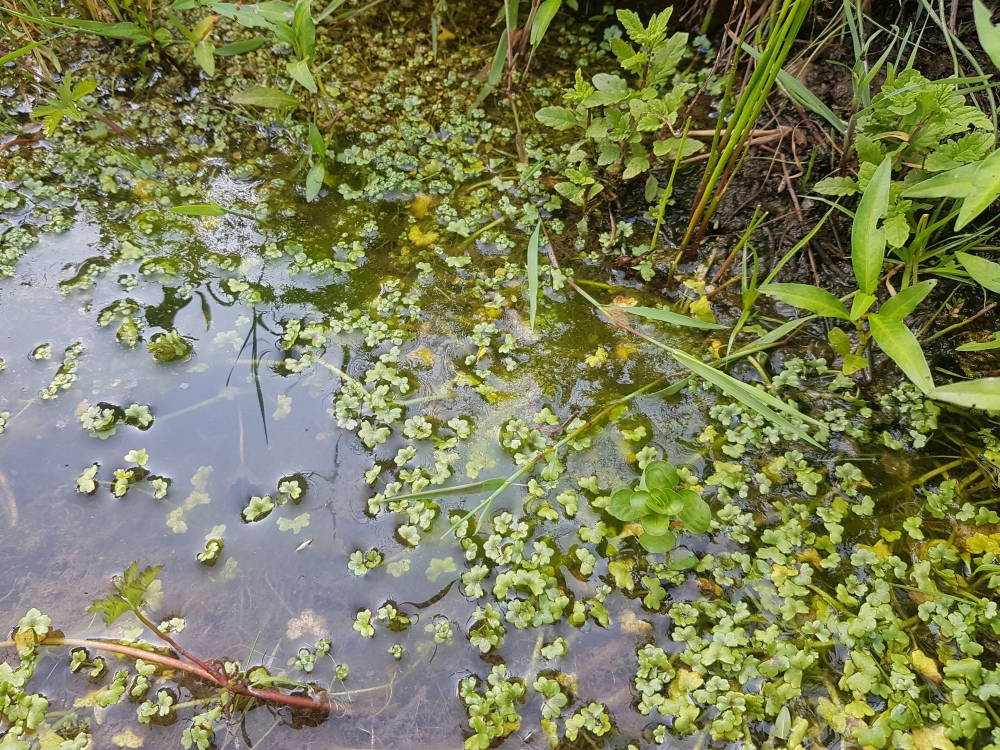 Ranunculetum hederacei