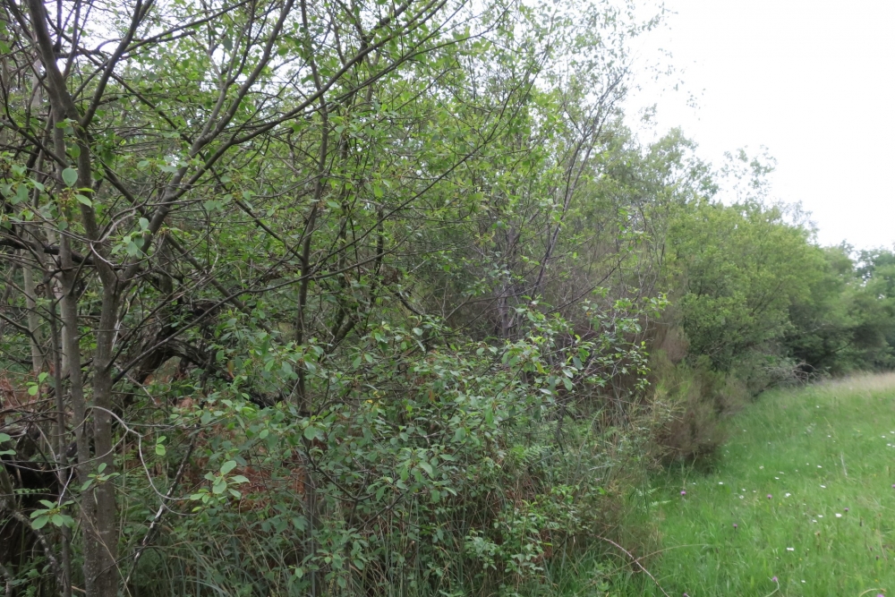 Erico scopariae - Franguletum alni