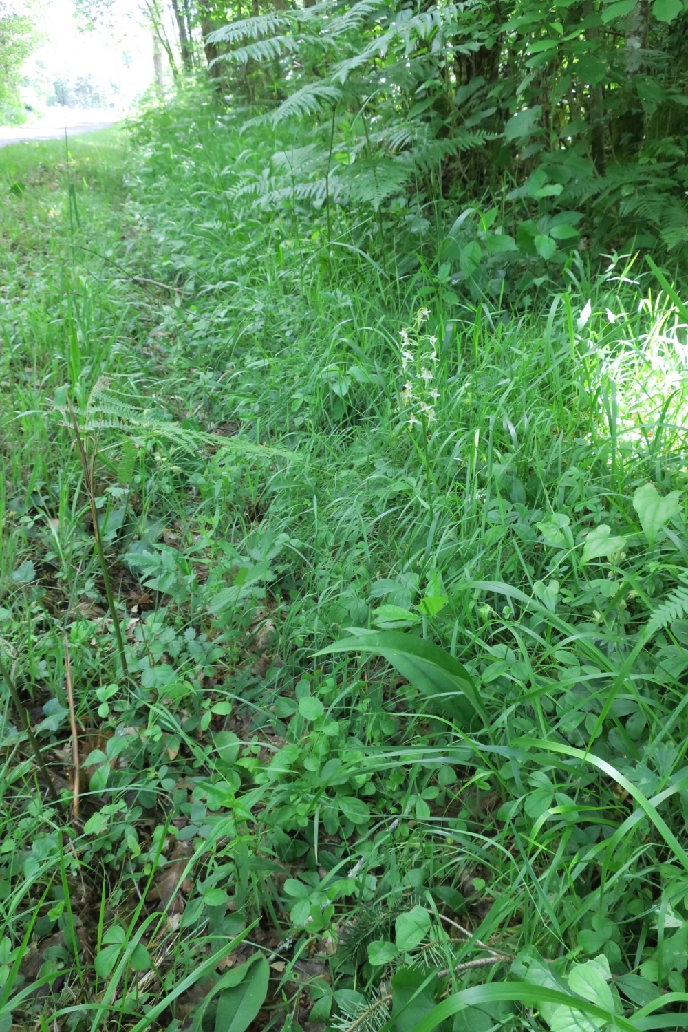 Trifolio medii - Teucrienion scorodoniae