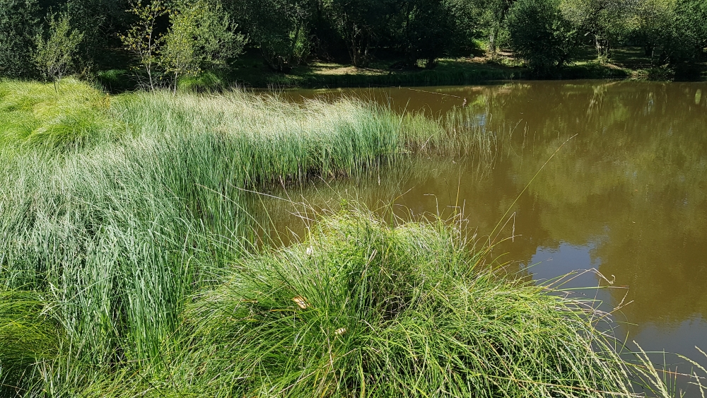 Hydrocotylo vulgaris - Caricetum rostratae