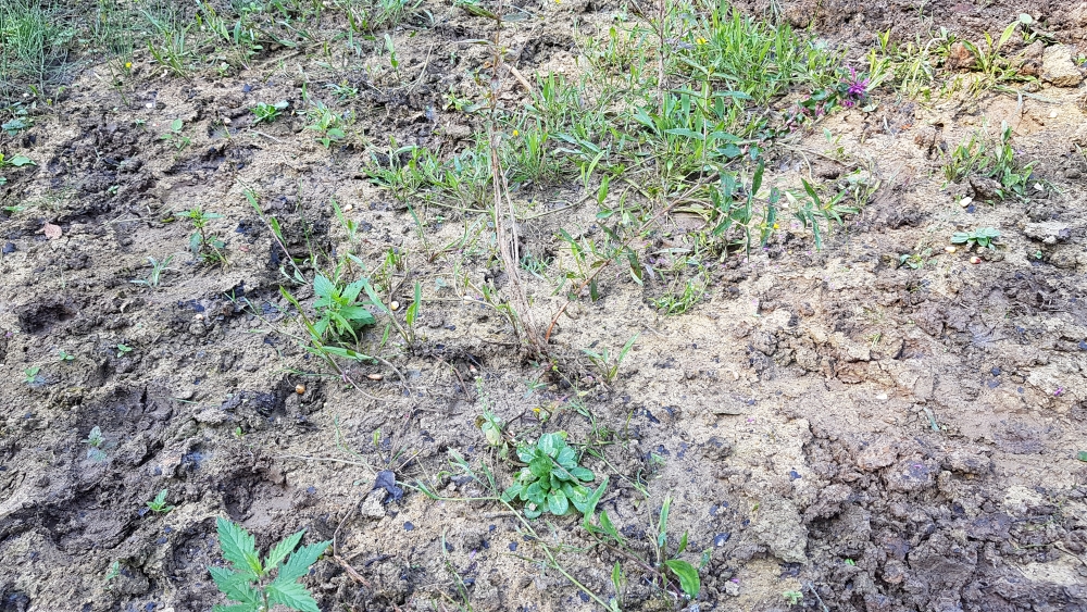 Samolo valerandi - Baldellion ranunculoidis