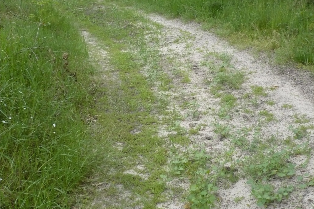 Lysimachienion minimae