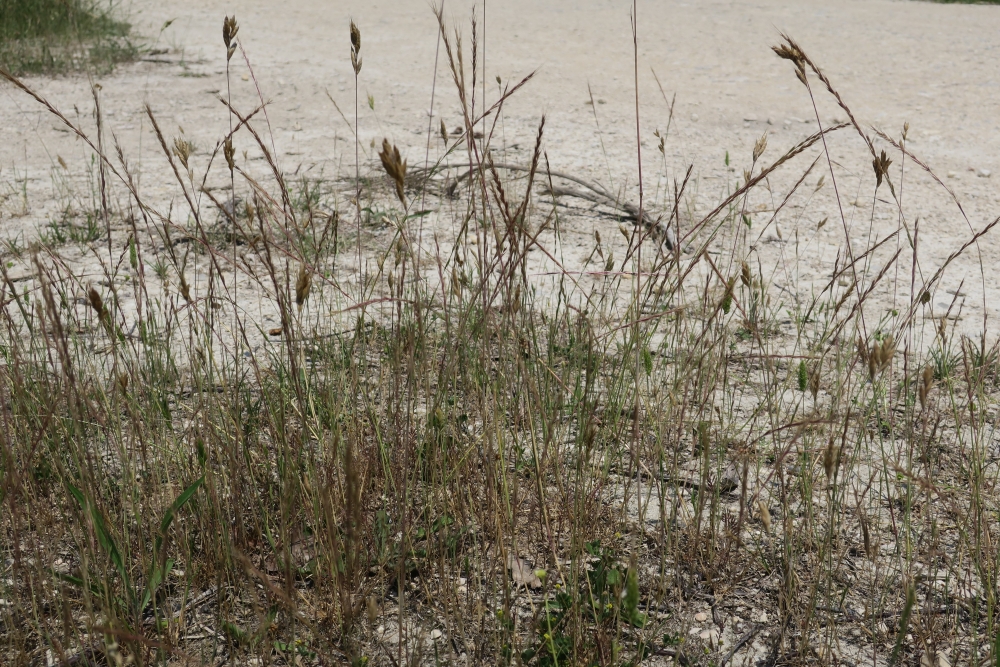 Brometalia rubenti - tectorum