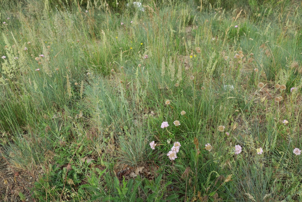 Koelerio macranthae - Phleion phleoidis