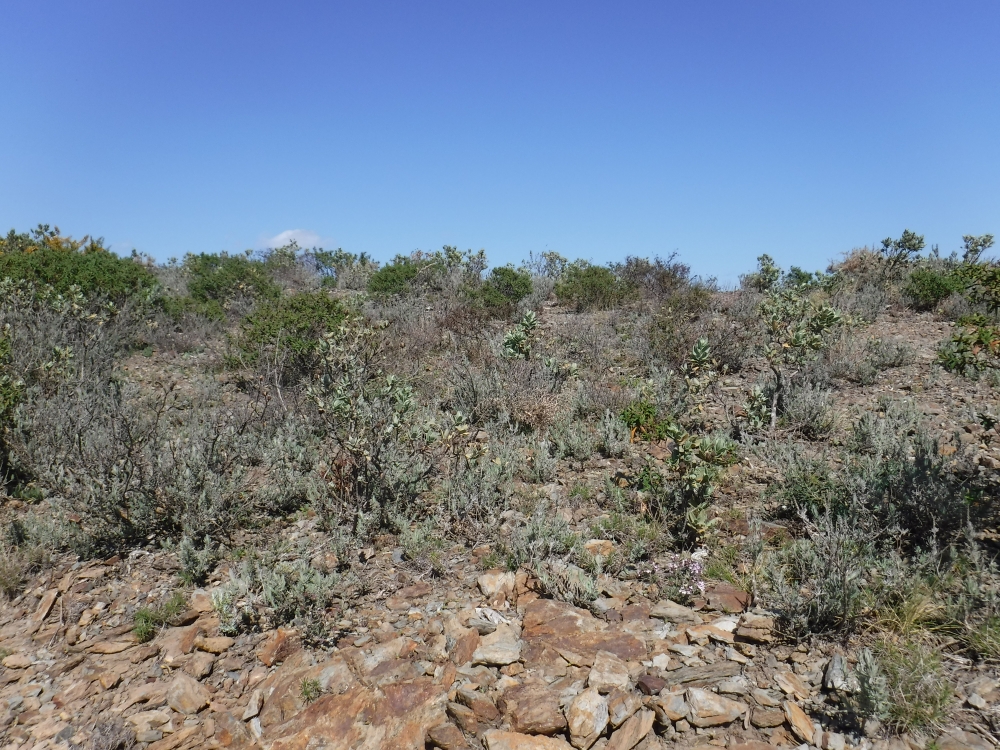 Thymo vulgaris - Lavanduletum stoechadis