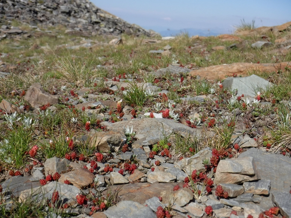 Gnaphalio pusilli - Lepidietum stylati