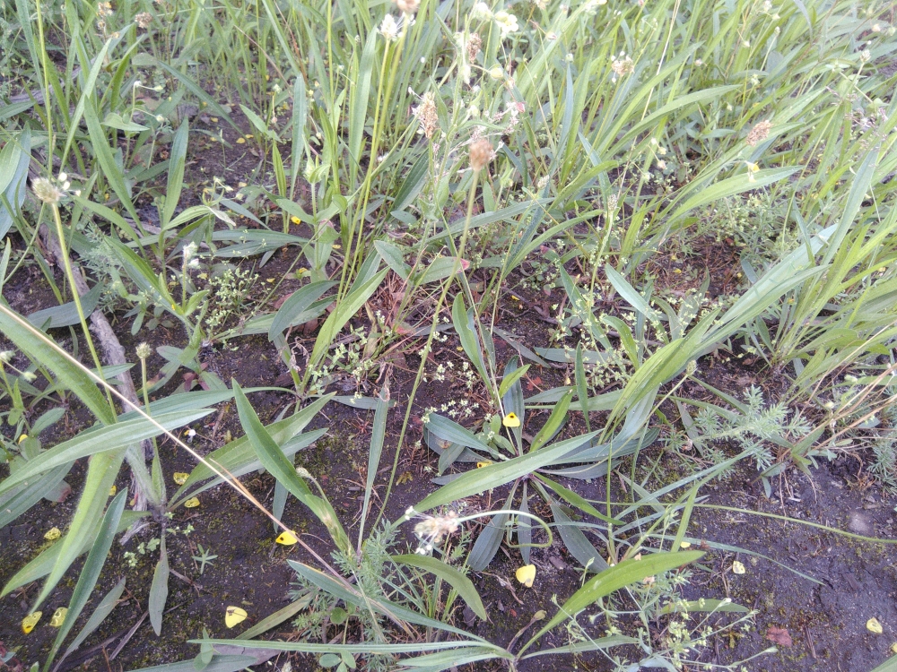 Radiolo linoidis - Cicendietum filiformis