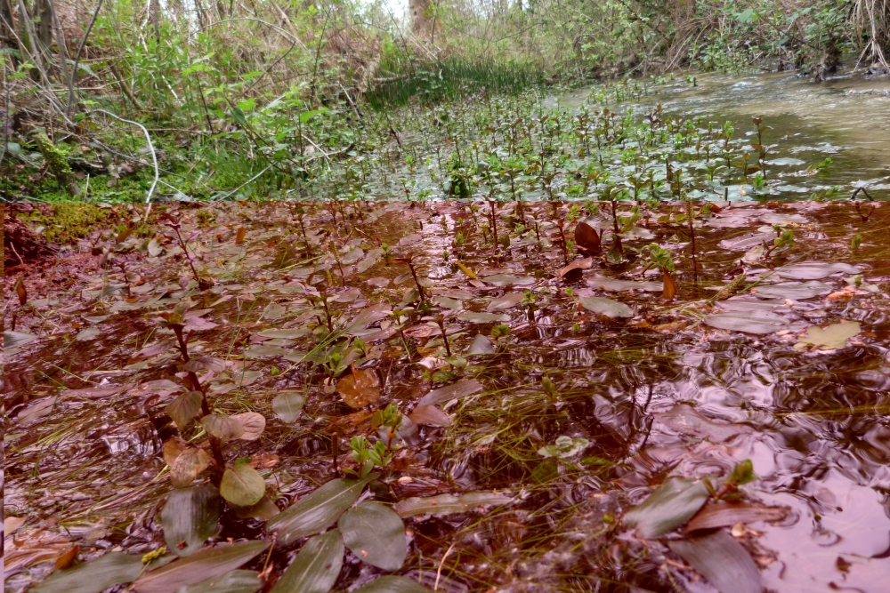 Isoeto lacustris - Littorelletea uniflorae