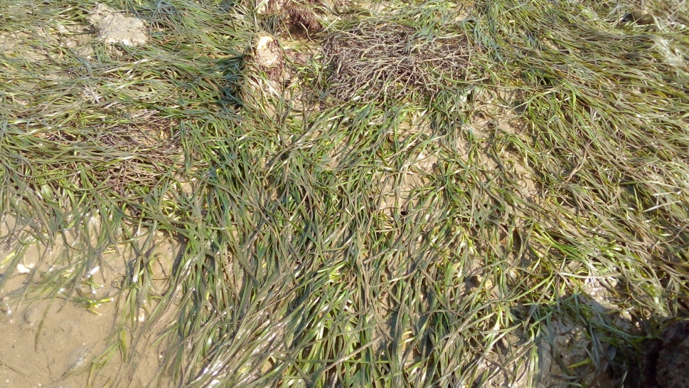 Zosteretum noltei