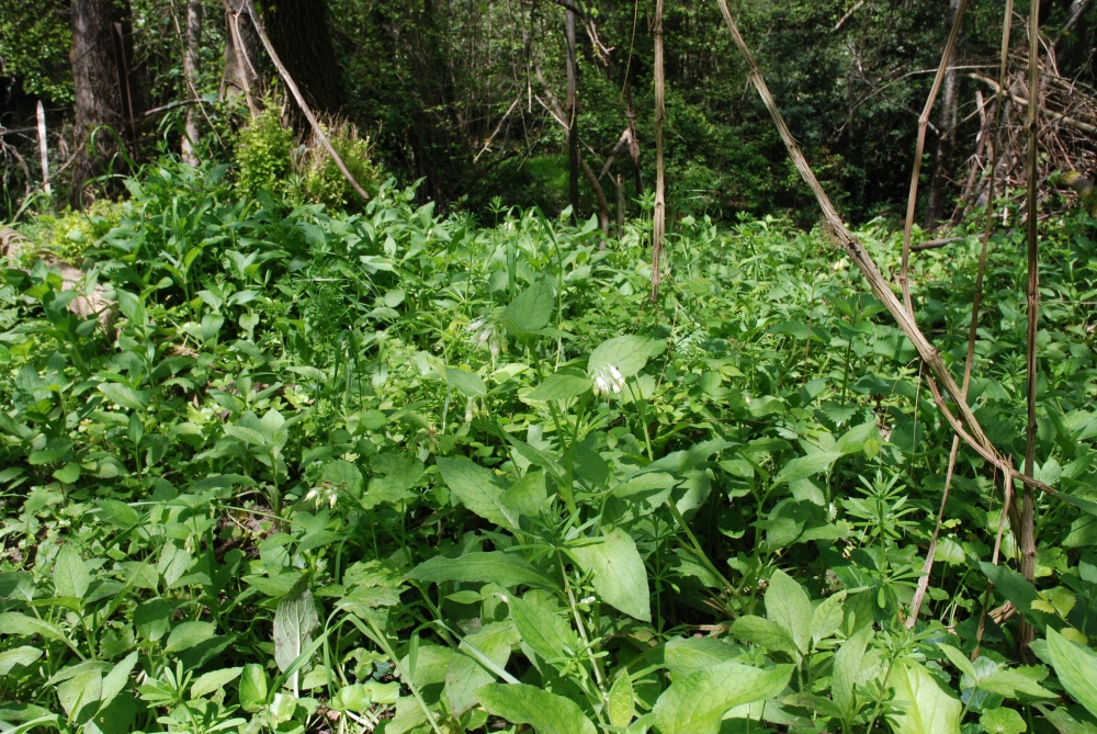 Lamio maculati - Symphytetum bulbosi