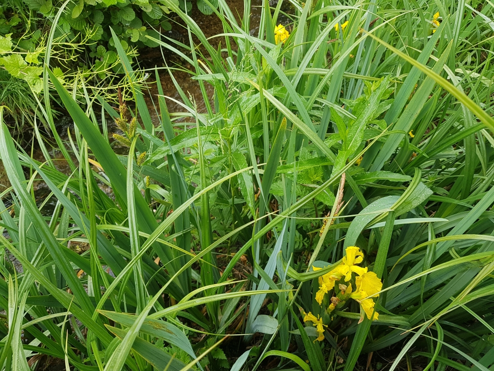 Caricetum ripario - acutiformis