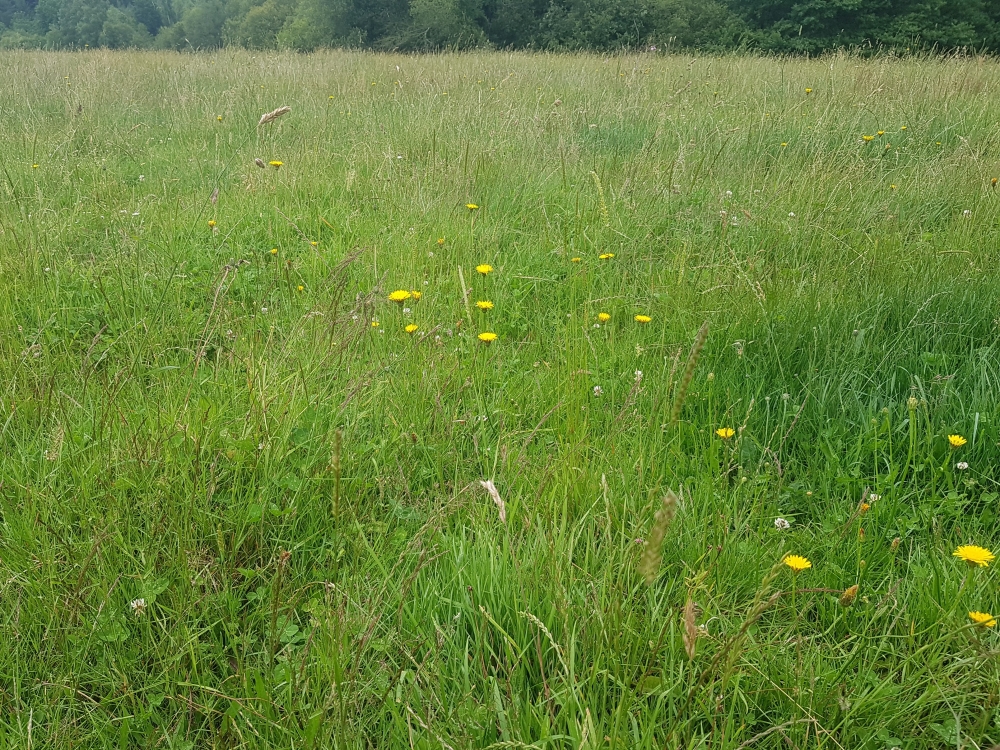Luzulo campestris - Cynosuretum cristati