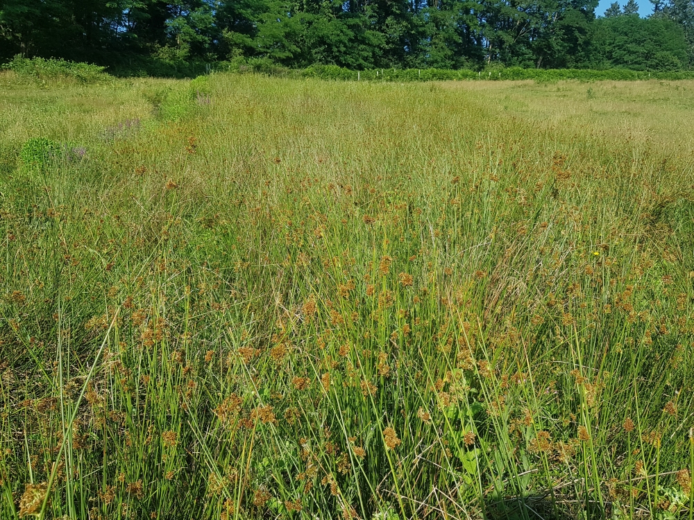 Lycopodo europaei - Juncetum effusi