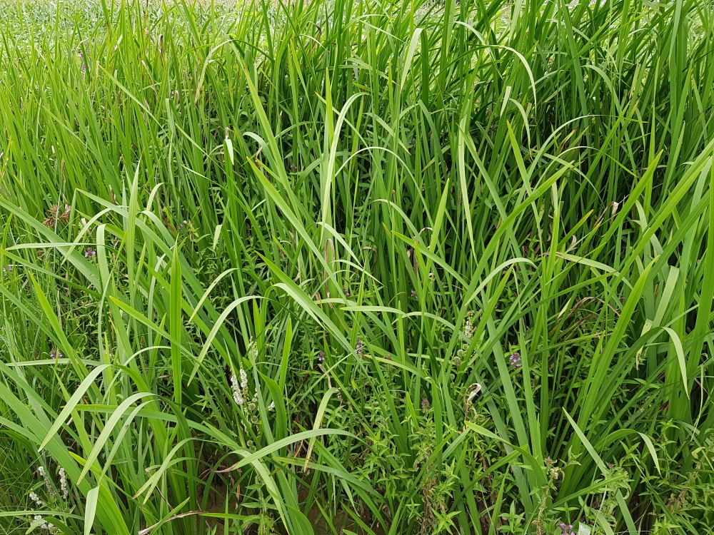 Sparganio erecti - Typhetum latifoliae