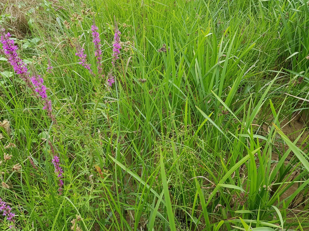 Oenanthion aquaticae