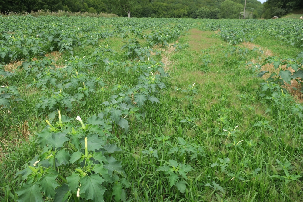 Digitario sanguinalis - Setarion viridis