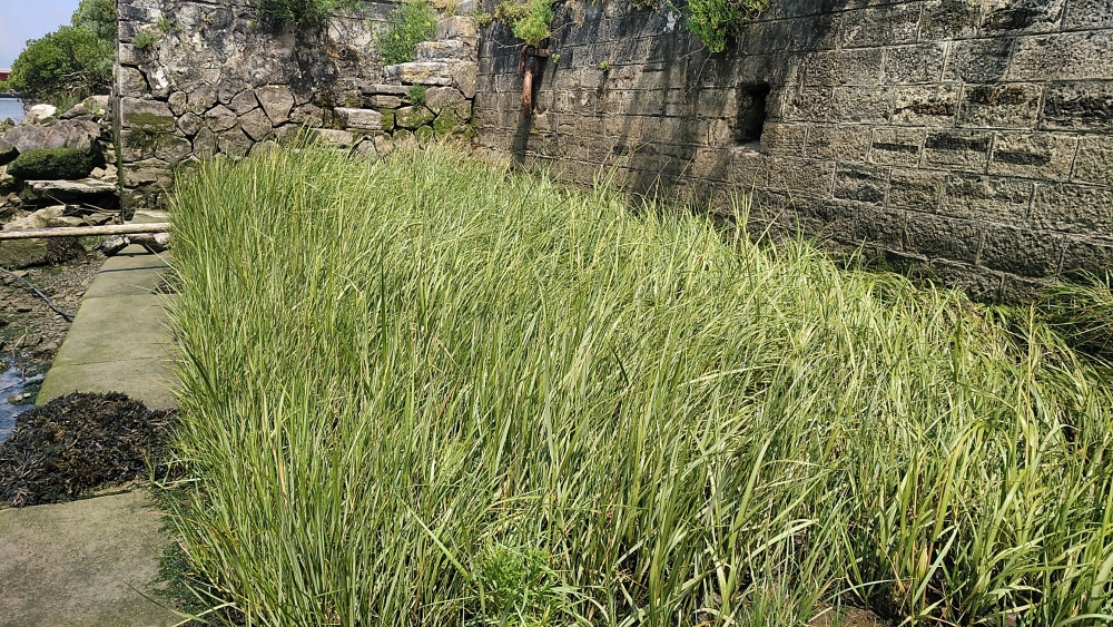 Spartinetum maritimae