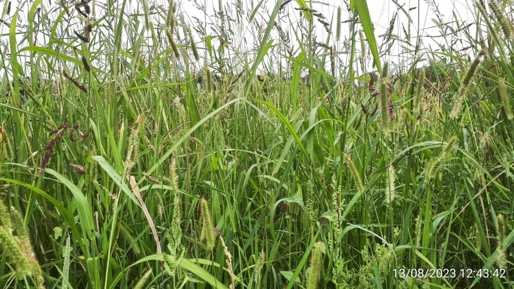 Setario pumilae - Galinsogetum parviflorae