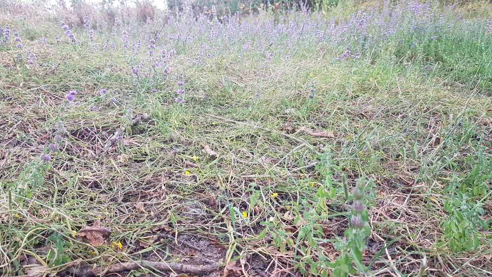 Plantagini majoris - Menthetum pulegii