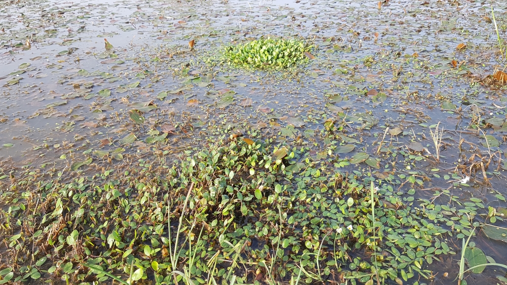 Luronio natantis - Potamogetonetum polygonifolii