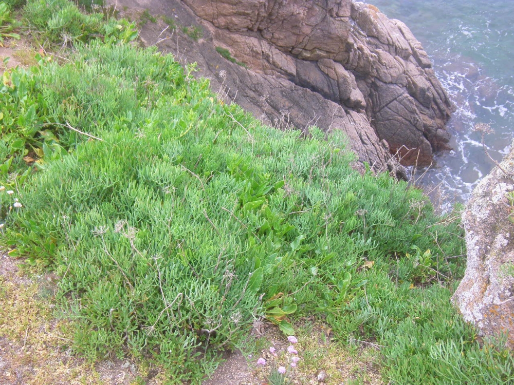 Crithmo maritimi - Betetum vulgaris subsp. maritimae